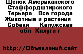 Щенок Американского Стаффордштирского Терьера - Все города Животные и растения » Собаки   . Калужская обл.,Калуга г.